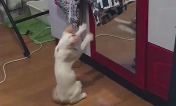 猫咪在镜子身边拨弄双爪 猫咪：我想知道为什么镜子里的猫总我模仿我？(图1)