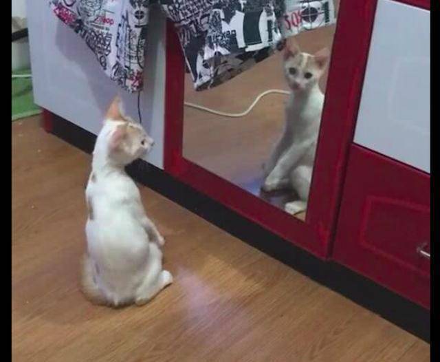 猫咪在镜子身边拨弄双爪 猫咪：我想知道为什么镜子里的猫总我模仿我？(图3)