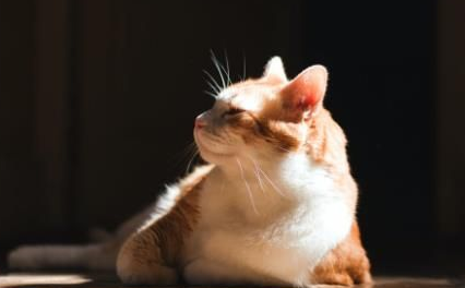 母猫为保护幼崽 勇斗青蛇偷袭(图1)