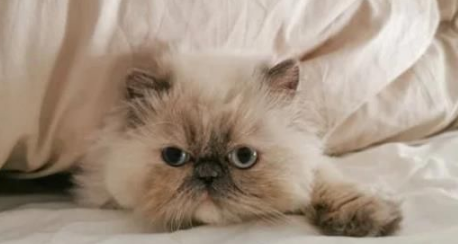 母猫为保护幼崽 勇斗青蛇偷袭(图2)