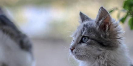 母猫为保护幼崽 勇斗青蛇偷袭(图3)