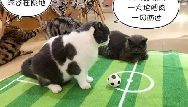 因世界杯大火的足球猫 长得太球里球气了!网友赞同主人染色后(图1)
