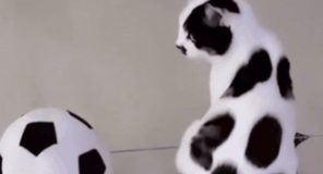 因世界杯大火的足球猫 长得太球里球气了!网友赞同主人染色后(图2)