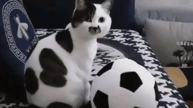 因世界杯大火的足球猫 长得太球里球气了!网友赞同主人染色后(图3)