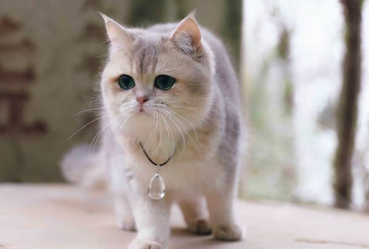 新手铲屎官攻略|猫咪进口粮真心选择(图1)