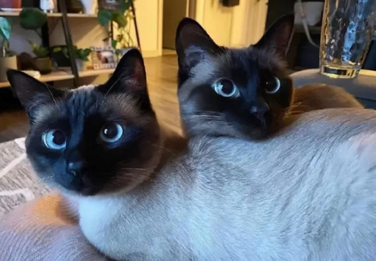 两只暹罗竟逼疯了8万网友 吸猫就吸猫 咋都出现幻觉了呢?(图3)