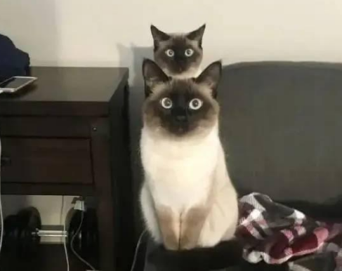 两只暹罗竟逼疯了8万网友 吸猫就吸猫 咋都出现幻觉了呢?(图2)