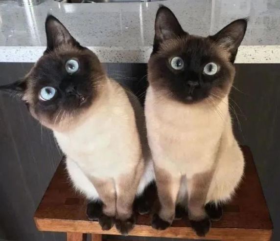 两只暹罗竟逼疯了8万网友 吸猫就吸猫 咋都出现幻觉了呢?(图1)