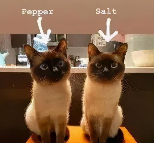 两只暹罗竟逼疯了8万网友 吸猫就吸猫 咋都出现幻觉了呢?(图4)