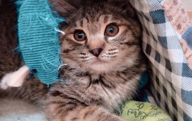 两个月大的小猫 被人弄断腿后丢进垃圾箱 它错在太绝对的信任人类？(图1)