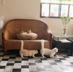 就是为了猫孙子们的小孩健康阿公戒21年烟瘾(图1)