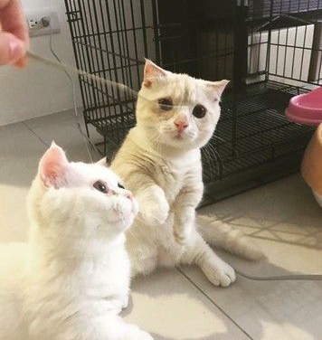 就是为了猫孙子们的小孩健康阿公戒21年烟瘾(图2)