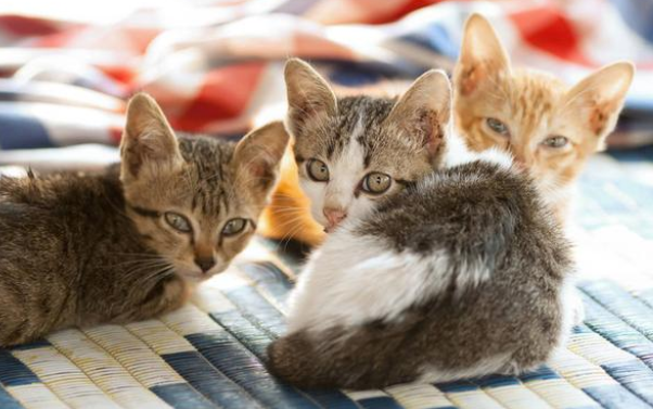 人在家中坐 猫从天上来 我还是一整窝！(图1)