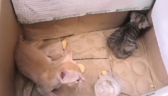 人在家中坐 猫从天上来 我还是一整窝！(图2)