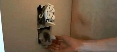 屋内墙壁传来猫叫声到了最后在电源插座后挖了小猫(图1)