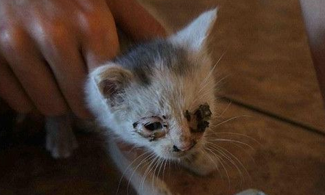 屋内墙壁传来猫叫声到了最后在电源插座后挖了小猫(图2)