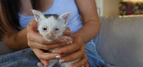 屋内墙壁传来猫叫声到了最后在电源插座后挖了小猫(图3)