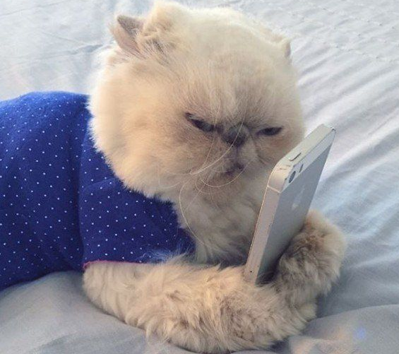 傲娇猫的最佳代表就算臭脸应该超很可爱的煞气波斯猫(图1)