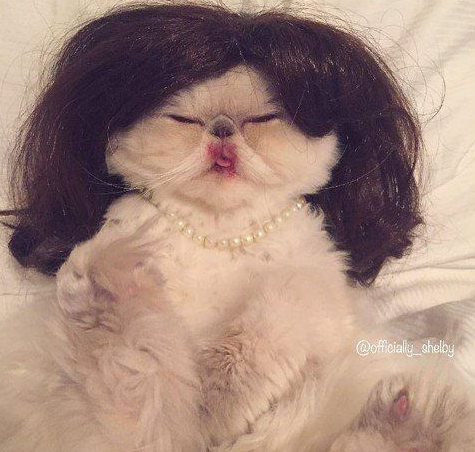 傲娇猫的最佳代表就算臭脸应该超很可爱的煞气波斯猫(图2)