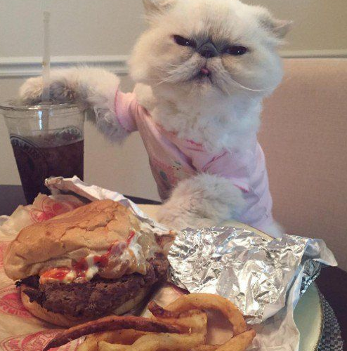 傲娇猫的最佳代表就算臭脸应该超很可爱的煞气波斯猫(图5)