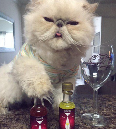 傲娇猫的最佳代表就算臭脸应该超很可爱的煞气波斯猫(图6)