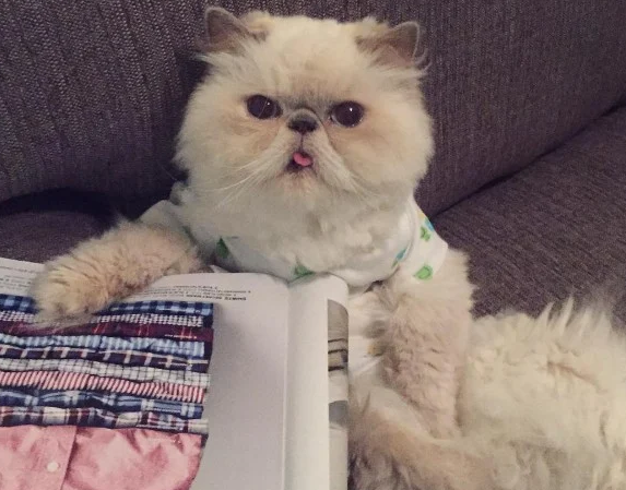 傲娇猫的最佳代表就算臭脸应该超很可爱的煞气波斯猫(图7)