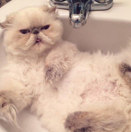 傲娇猫的最佳代表就算臭脸应该超很可爱的煞气波斯猫(图8)