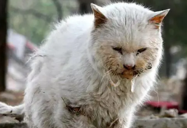 这只流浪猫有22根指头让人还以为是缺陷 但他却所以有超酷炫能力!(图1)