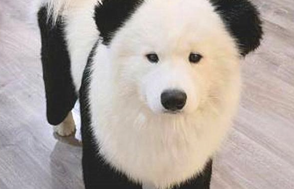 铲屎官家里养了一只大熊猫?不 它居然还一只天生擅长刻意隐藏的萨摩耶(图3)