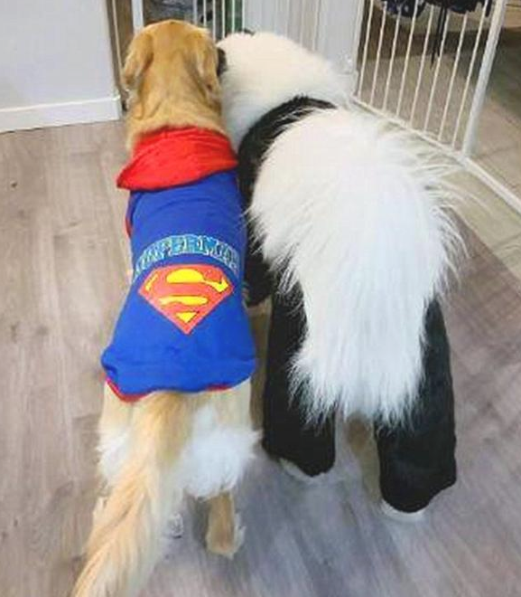 铲屎官家里养了一只大熊猫?不 它居然还一只天生擅长刻意隐藏的萨摩耶(图7)