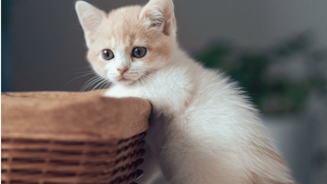 家里养了两只宠物猫 时不时就打上一架 正当此时主人该那可怎么办？(图1)