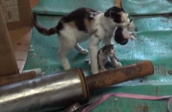 猫妈妈和猫宝宝同被渔网削断狠下了心带着兴奋宝宝去寻找食物(图2)