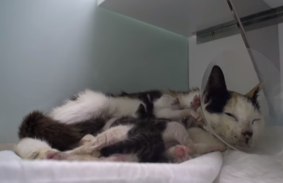 猫妈妈和猫宝宝同被渔网削断狠下了心带着兴奋宝宝去寻找食物(图3)