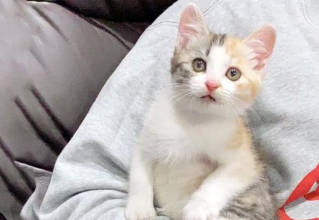 患重病小猫被猫妈妈抛弃过 把人类小哥当妈妈 一路跟了他回家(图1)