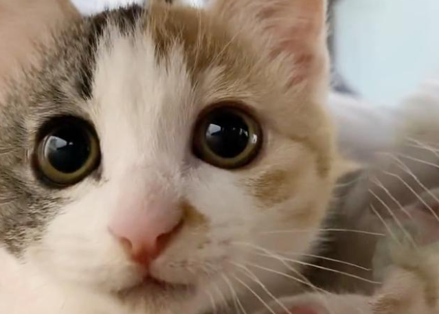 患重病小猫被猫妈妈抛弃过 把人类小哥当妈妈 一路跟了他回家(图2)