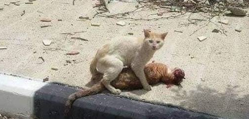 流浪猫被车撞倒死在马路上 它的伙伴看到后 提出的行为令人感动(图1)