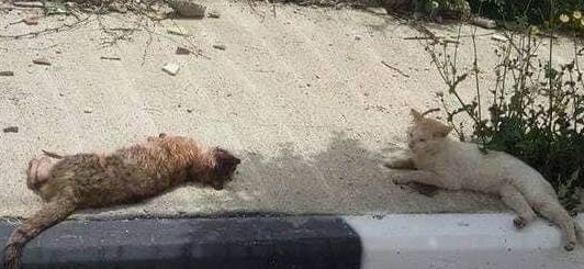 流浪猫被车撞倒死在马路上 它的伙伴看到后 提出的行为令人感动(图2)