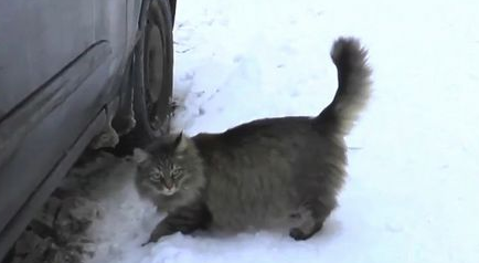 猫咪用身体温暖能救了男婴的生命 获赞“英雄猫”(图1)