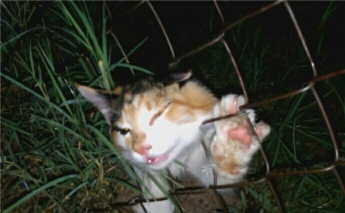 猫咪被铁网卡住头部表情痛苦好心人突然发现后帮其制造机会(图1)