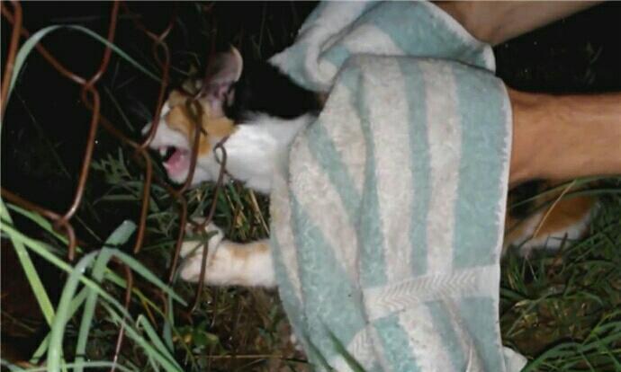 猫咪被铁网卡住头部表情痛苦好心人突然发现后帮其制造机会(图3)