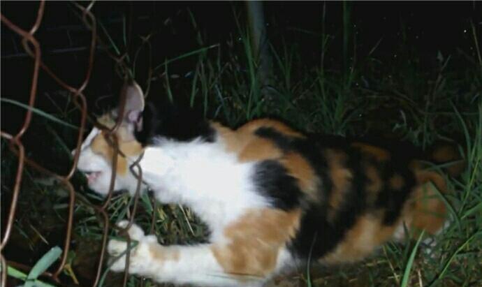 猫咪被铁网卡住头部表情痛苦好心人突然发现后帮其制造机会(图2)