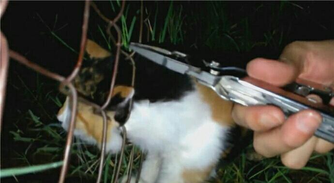 猫咪被铁网卡住头部表情痛苦好心人突然发现后帮其制造机会(图4)