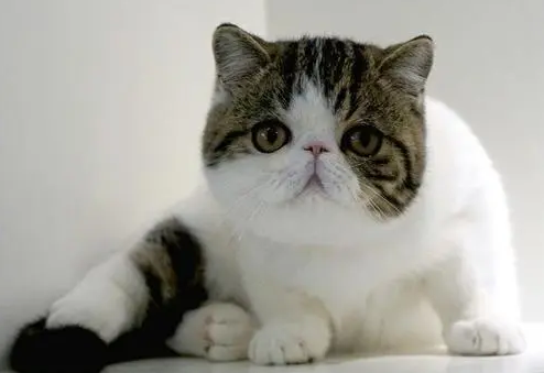 聪明的吉米猫咋对话|吉米猫：是没有宠物猫 来养一只会说话的“智能猫”(图1)