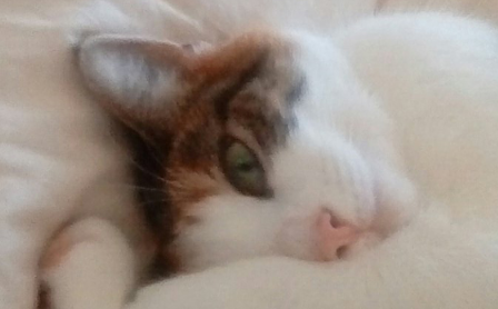 这只猫是天使吗?亲人浪喵手牵手陪在手术后老人(图2)