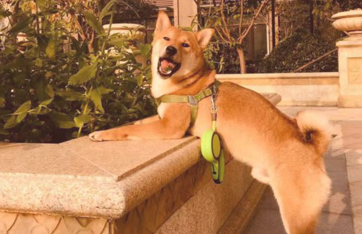 网民隐约听见柴犬大声喊道 赶紧扑上来看 它又被小猫咪给欺压了(图1)