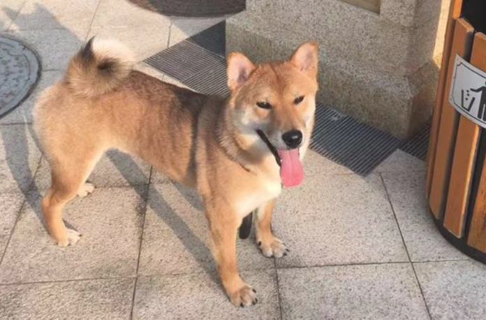 网民隐约听见柴犬大声喊道 赶紧扑上来看 它又被小猫咪给欺压了(图2)