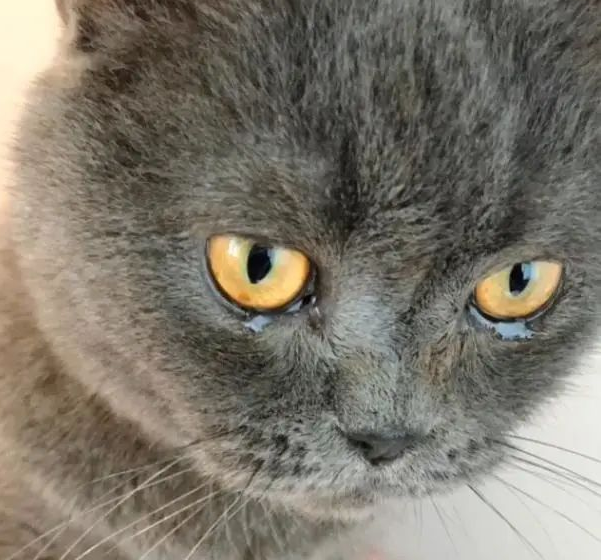 猫咪被困家中73天 一个人前往最顽强挣扎求生 以后再见主人时 它哭得泣不成声(图2)