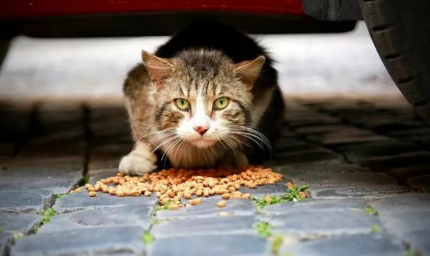 猫咪徒步行走20公里 只为又回到主人身边 想不到带给的却也安乐死！(图1)