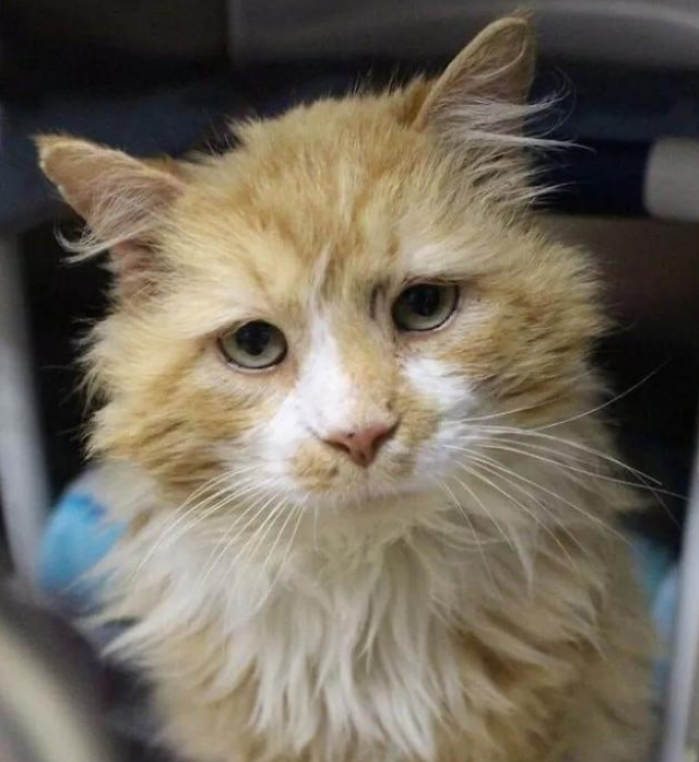 猫咪徒步行走20公里 只为又回到主人身边 想不到带给的却也安乐死！(图2)