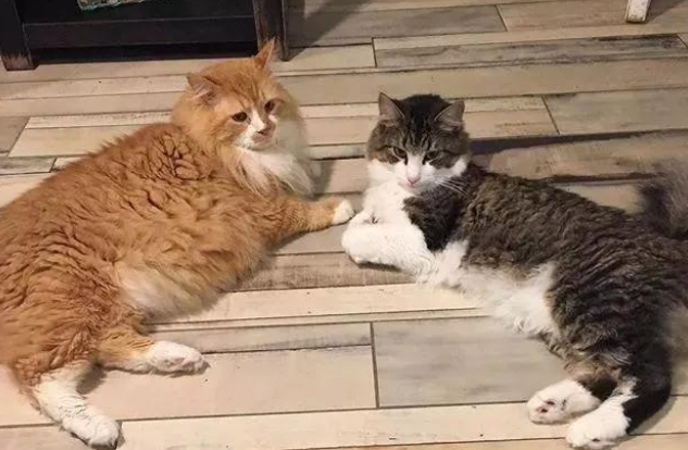 猫咪徒步行走20公里 只为又回到主人身边 想不到带给的却也安乐死！(图6)